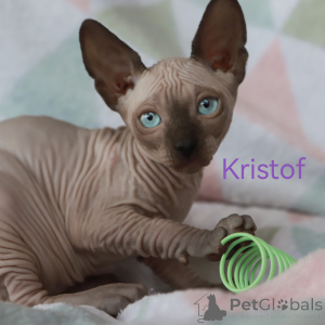 Photo №1. sphynx cat - for sale in the city of Riga | 518$ | Announcement № 150570