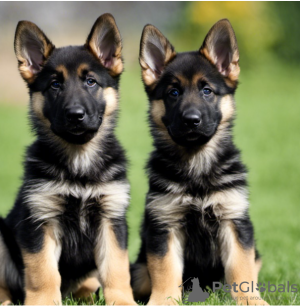 Photo №1. german shepherd - for sale in the city of Stockholm | negotiated | Announcement № 96309