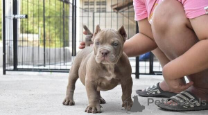 Photo №1. american pit bull terrier - for sale in the city of Hamad Town | negotiated | Announcement № 169886