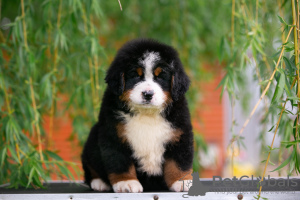 Photo №4. I will sell bernese mountain dog in the city of Москва. from nursery - price - 817$