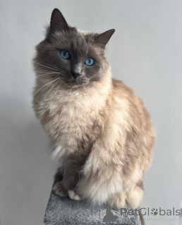 Photo №2 to announcement № 155556 for the sale of ragdoll - buy in Luxembourg private announcement