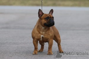 Photo №1. french bulldog - for sale in the city of Subotica | negotiated | Announcement № 84429