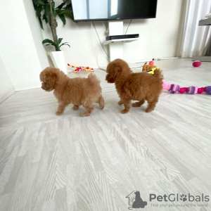 Photo №3. Toy Poodle Puppies with pedigree available now for caring homes. Netherlands