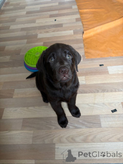 Photo №4. I will sell labrador retriever in the city of Москва. private announcement - price - 1015$