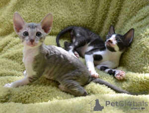 Photo №2 to announcement № 161038 for the sale of cornish rex - buy in Finland private announcement, breeder