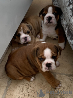 Photo №2 to announcement № 65955 for the sale of english bulldog - buy in Norway private announcement, from nursery