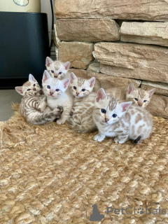 Photo №1. bengal cat - for sale in the city of Big Bend | negotiated | Announcement № 161185
