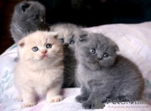 Photo №4. I will sell scottish fold in the city of Berlin. private announcement, from nursery, breeder - price - 317$