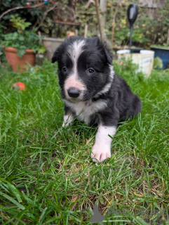 Photo №2 to announcement № 166943 for the sale of border collie - buy in Belgium private announcement