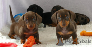Photo №1. dachshund - for sale in the city of Warsaw | negotiated | Announcement № 163209