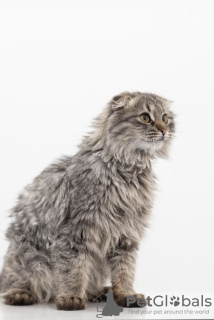 Additional photos: Kitten Manul in good hands