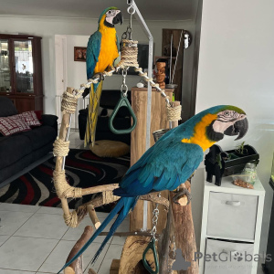 Photo №3. we have available macaw parrots for adoption they are very friendly with. Canada
