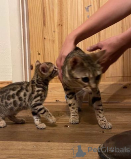 Photo №1. bengal cat - for sale in the city of Almer | 557$ | Announcement № 176771