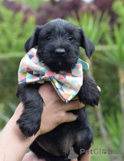 Photo №2 to announcement № 139480 for the sale of standard schnauzer - buy in Serbia 