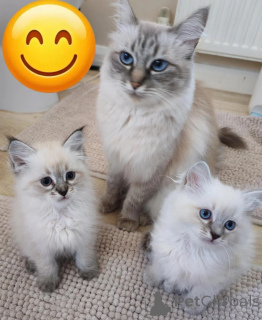 Photo №1. siberian cat - for sale in the city of Affalterbach | 361$ | Announcement № 177576