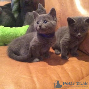 Photo №1. russian blue - for sale in the city of Volgograd | 264$ | Announcement № 105503