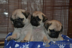 Photo №1. pug - for sale in the city of Albany | 300$ | Announcement № 53184