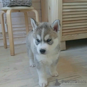 Photo №3. Siberian husky puppies are ready to go now Business WhatsApp 37062044902. Hungary