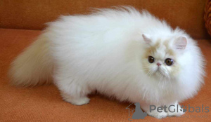 Photo №4. I will sell persian cat in the city of Bucharest. private announcement, breeder - price - 1585$