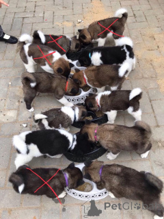 Photo №3. Akitas puppies. Estonia