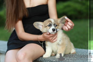 Additional photos: I offer for sale super gorgeous welsh corgi babies) there are 2 girls and 1 boy.