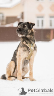 Photo №2 to announcement № 138977 for the sale of non-pedigree dogs - buy in Russian Federation private announcement