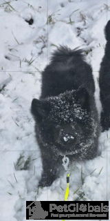 Photo №2 to announcement № 134562 for the sale of  - buy in Poland breeder