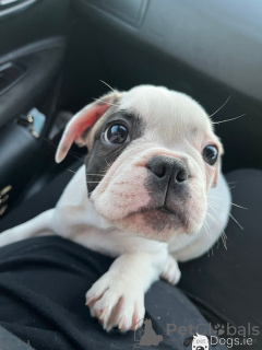 Additional photos: adorable french bulldog puppies for sale