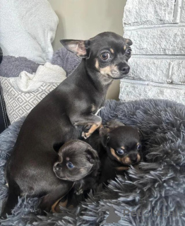 Photo №2 to announcement № 167681 for the sale of  - buy in Germany 