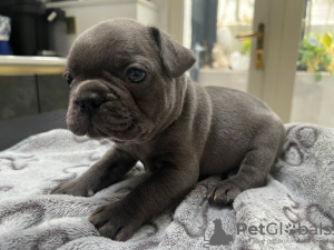 Photo №2 to announcement № 115037 for the sale of french bulldog - buy in United States private announcement