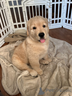 Photo №2 to announcement № 167406 for the sale of golden retriever - buy in Luxembourg private announcement