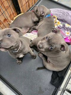 Photo №1. staffordshire bull terrier - for sale in the city of Paris | 1032$ | Announcement № 163161