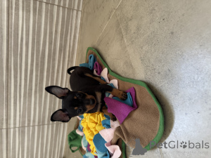 Photo №1. pražský krysařík - for sale in the city of Kaliningrad | 700$ | Announcement № 139993