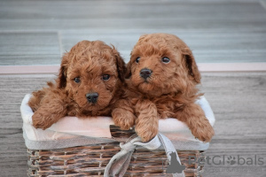 Photo №1. poodle (toy) - for sale in the city of Kikinda | Is free | Announcement № 94207