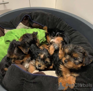 Photo №3. Vaccinated Yorkshire Terrier puppies available now for loving homes. United States