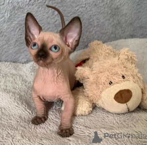 Photo №1. sphynx cat - for sale in the city of Hattingen | 361$ | Announcement № 176692
