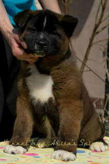 Photo №4. I will sell american akita in the city of Москва. from nursery, breeder - price - 976$