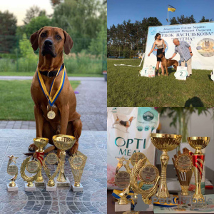Photo №2 to announcement № 13228 for the sale of rhodesian ridgeback - buy in Poland private announcement