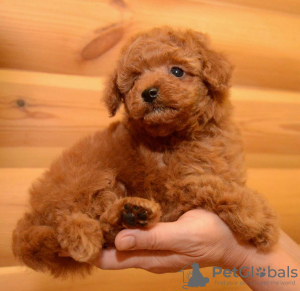 Photo №1. poodle (toy) - for sale in the city of Airlie Beach | Is free | Announcement № 108699