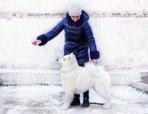 Photo №2 to announcement № 4086 for the sale of samoyed dog - buy in Russian Federation from nursery, breeder