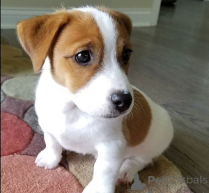 Photo №1. jack russell terrier - for sale in the city of Munich | negotiated | Announcement № 170019