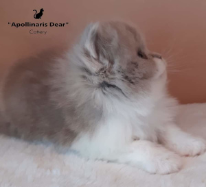 Photo №2 to announcement № 6184 for the sale of british longhair - buy in Russian Federation from nursery, breeder