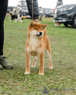 Additional photos: Shiba Inu puppy