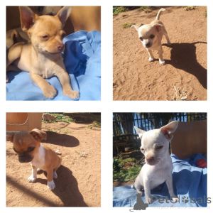 Photo №1. chihuahua - for sale in the city of Germering | negotiated | Announcement № 166374