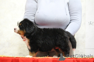 Photo №4. I will sell bernese mountain dog in the city of Москва. breeder - price - negotiated