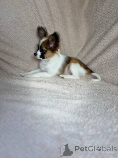 Photo №3. Papillon puppies (Papillon). Belarus
