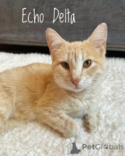 Photo №1. domestic cat - for sale in the city of Munich | 376$ | Announcement № 150628