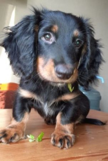 Additional photos: Long-haired dachshund puppies