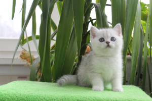 Photo №2 to announcement № 2314 for the sale of british shorthair - buy in Russian Federation from nursery