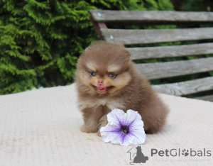 Photo №1. pomeranian - for sale in the city of Leverkusen | negotiated | Announcement № 174977